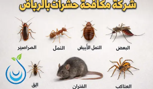 شركة مكافحة حشرات بالرياض,مكافحة حشرات بالرياض,شركة مكافحة حشرات الرياض
